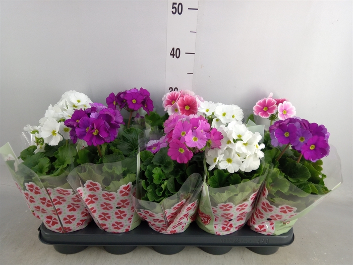 <h4>Primula obcon. 'SwKiss Amore'  .mix</h4>