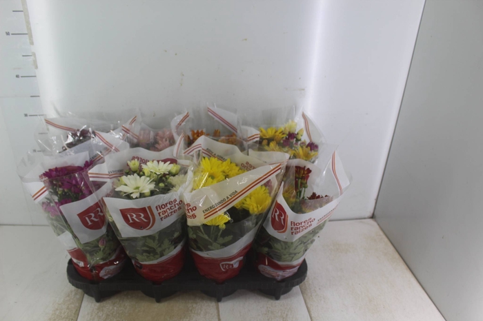 <h4>PHALAENOPSIS P15 MIN 8 FLS</h4>