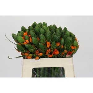 Ornithogalum Dubium Sunshine