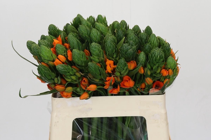 <h4>Ornithogalum Dubium Sunshine</h4>