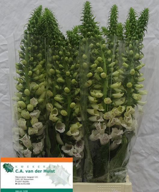 <h4>DIGI CAMELOT WHITE</h4>