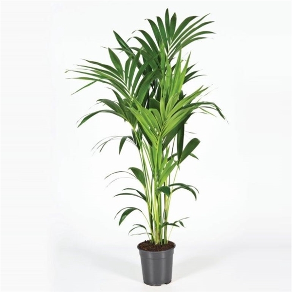 <h4>Howea forsteriana 130cm (Kentia)</h4>