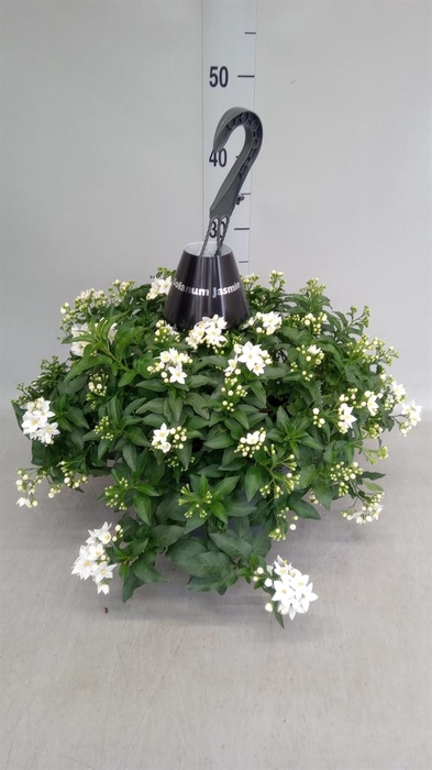 <h4>Solanum jasminoides</h4>