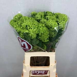 Viburnum L.60 4+flowers