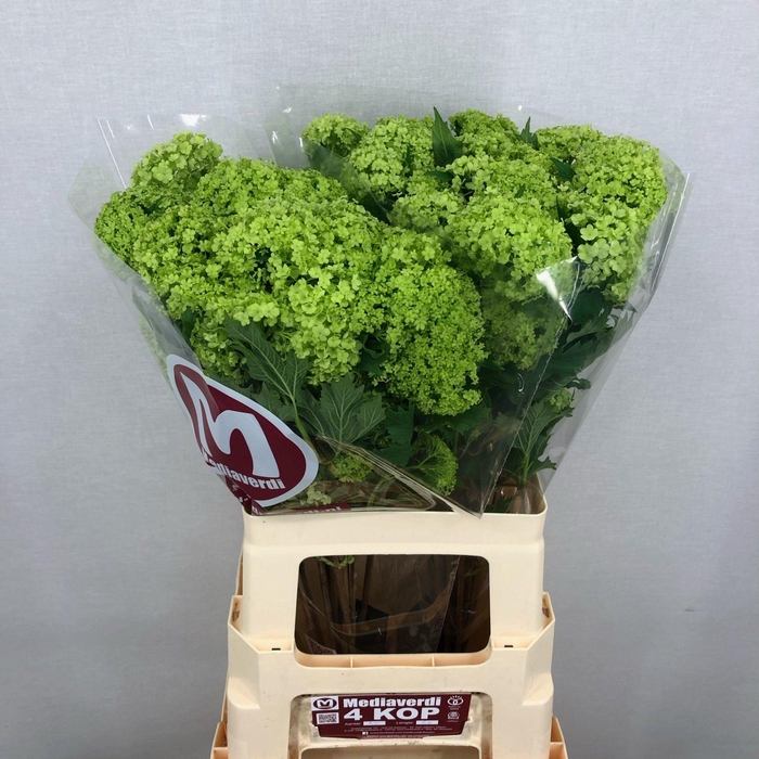 <h4>Viburnum Greenhouse 4 Kop Mediaverdi</h4>