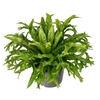 Asplenium nidus Crissie