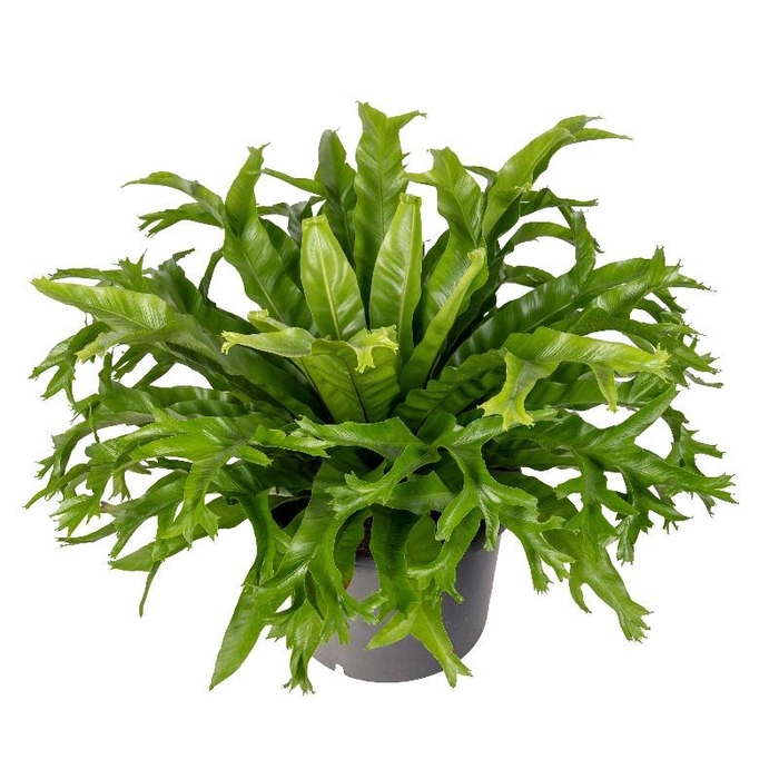 Asplenium nidus Crissie