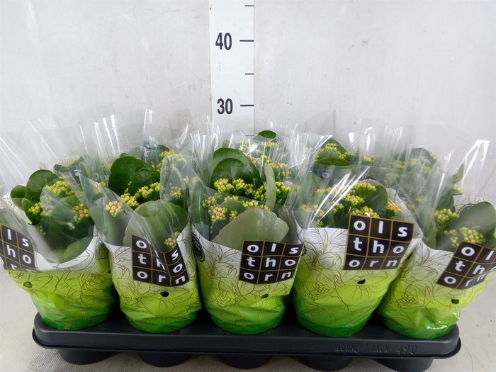 <h4>Kalanchoe blos. 'Calandiva Weaver'</h4>