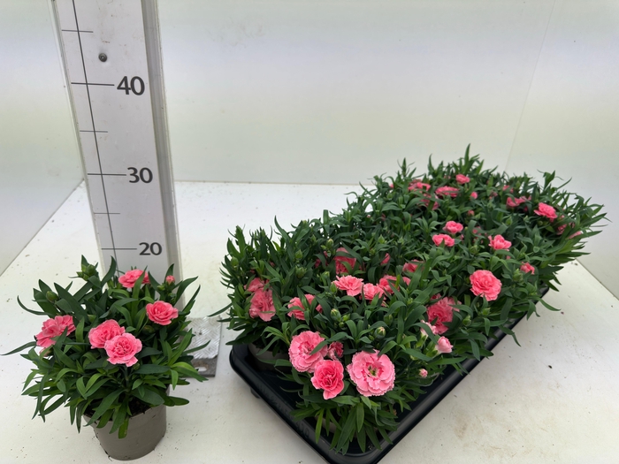<h4>DIAN OSC PINK</h4>