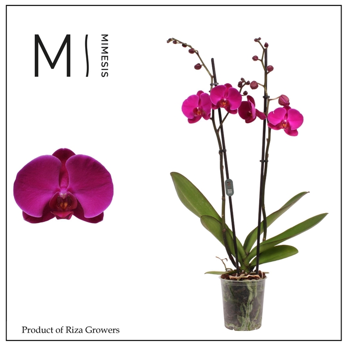 <h4>Phalaenopsis Midnight Rambler 2 spike – 12cm | Mimesis</h4>