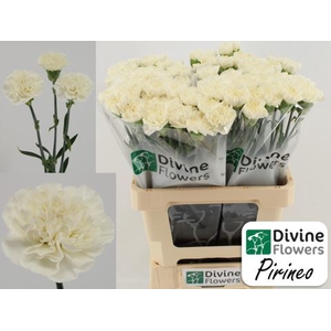 Dianthus ST 'Pirineo'
