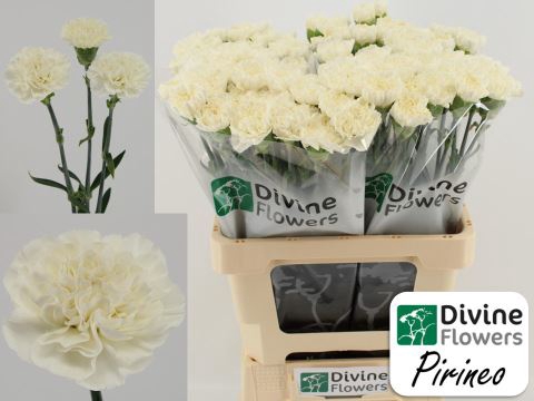 <h4>Dianthus ST 'Pirineo'</h4>