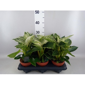 Philodendron   ...