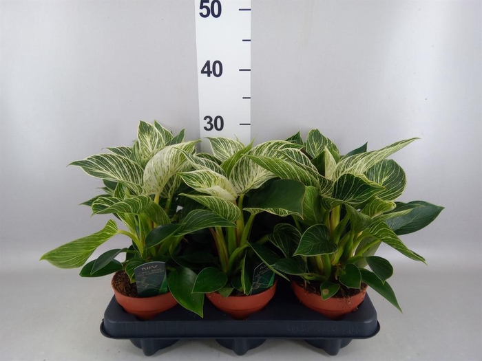 <h4>Philodendron   ...</h4>
