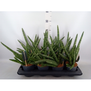 Sansevieria cyl. 'Skyline'