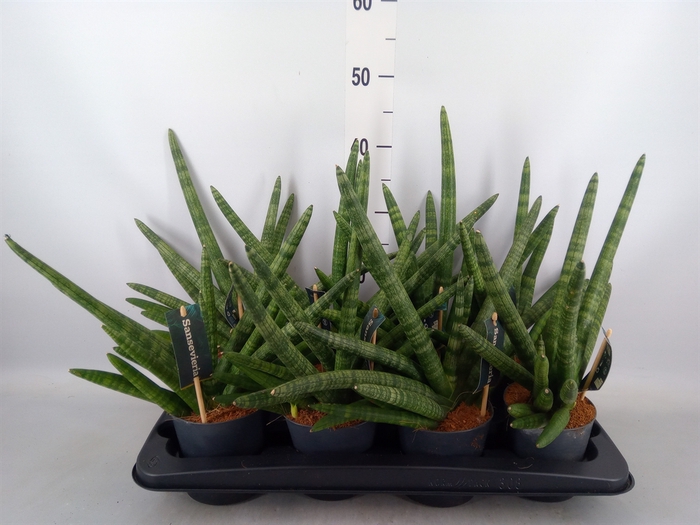 <h4>Sansevieria cyl. 'Skyline'</h4>