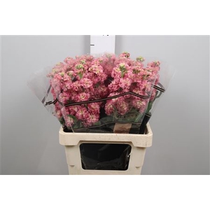 Matth Stox Antiq Rose