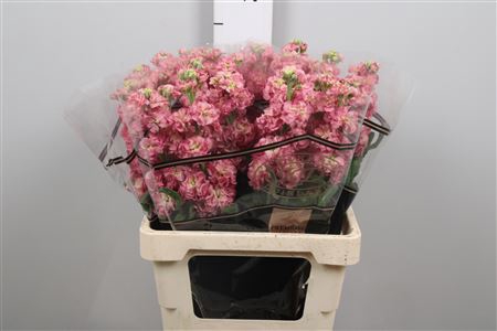 <h4>Matth Stox Antiq Rose</h4>