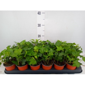 Hedera helix 'Wonder'
