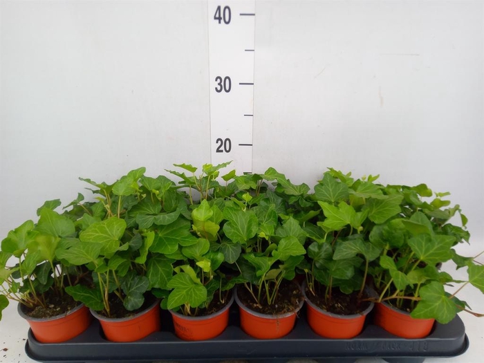 <h4>Hedera helix 'Wonder'</h4>