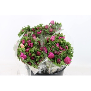 Anem Marianne Orchid