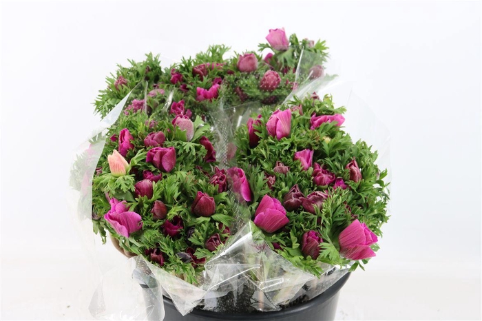 <h4>Anem Marianne Orchid</h4>