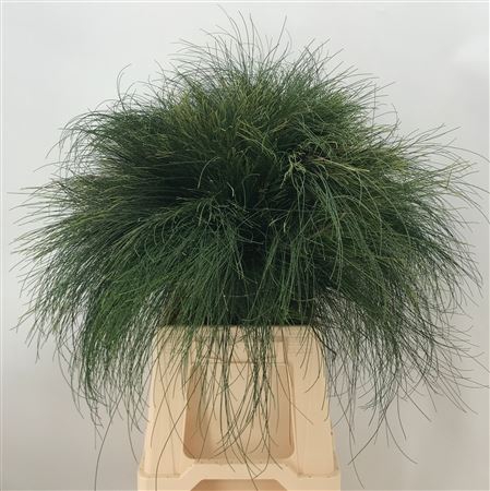 <h4>Casuarina Equisetifolia</h4>