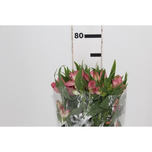 ALSTROEMERIA TOURMALINE 070 CM ROSA