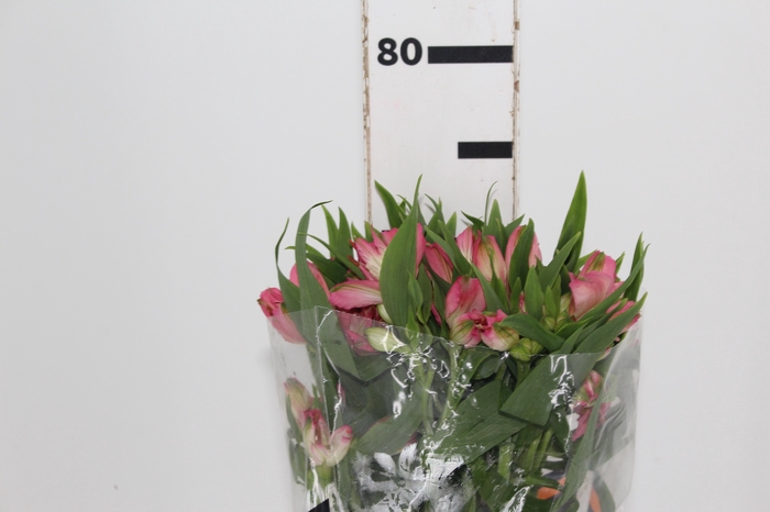 <h4>ALSTROEMERIA TOURMALINE 070 CM ROSA</h4>