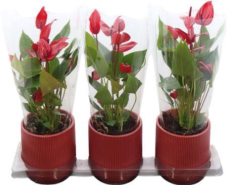 <h4>Anthu An Lava -keramiek</h4>