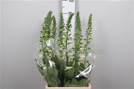 <h4>Digi Camelot Lavend</h4>