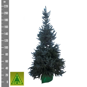 PICEA OMORIKA