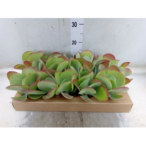 Kalanchoe NF thyrsiflora