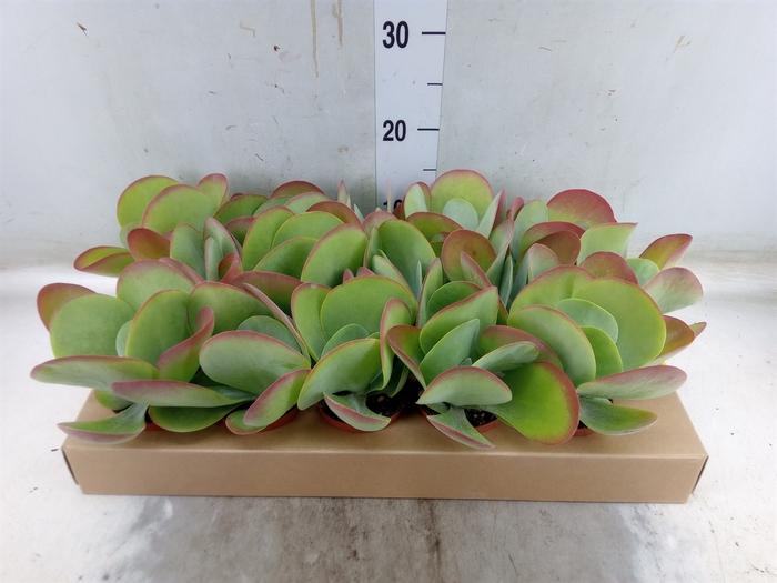 <h4>Kalanchoe NF thyrsiflora</h4>