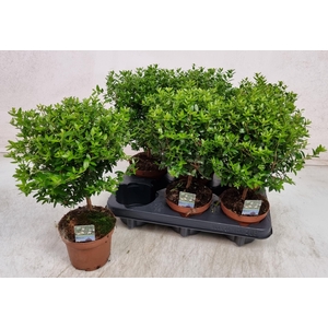 MYRTUS COM