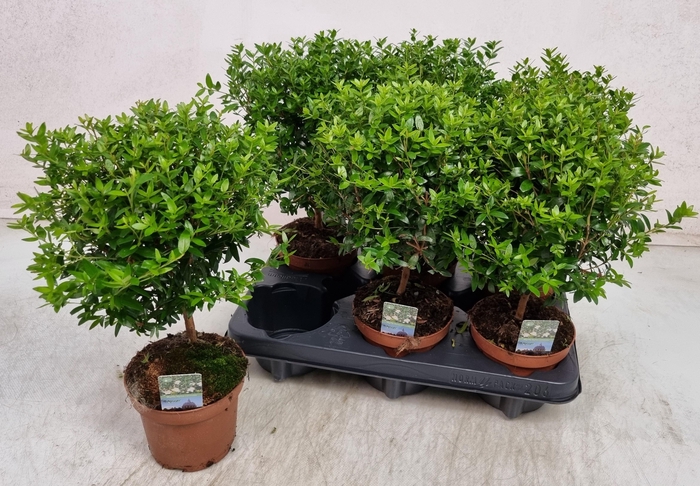 <h4>MYRTUS COM</h4>