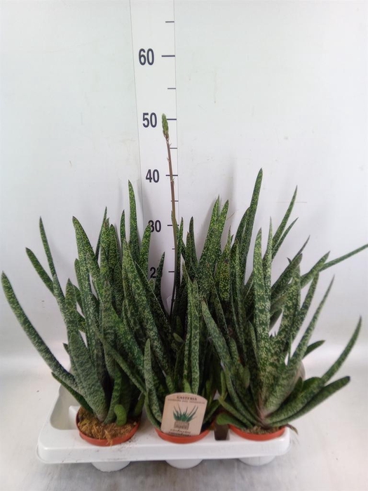 <h4>Gasteria</h4>