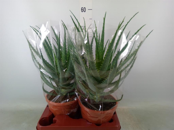 <h4>Aloe arborescens</h4>