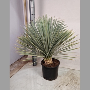 YUC ROSTRATA