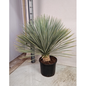 YUC ROSTRATA