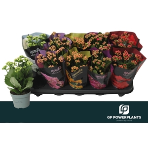 KAL GE PERF GEM 5 KL