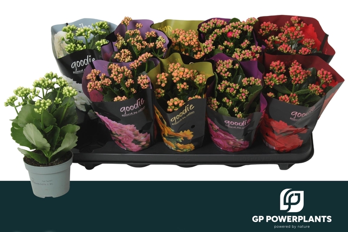 <h4>KAL GE PERF GEM 5 KL</h4>