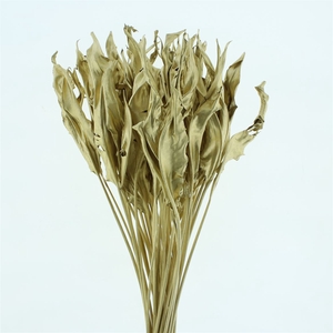 Dried Strelitzia Leafs Klb Gold