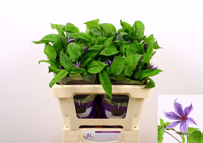 <h4>Clematis Amazing Havana Marginpar</h4>