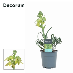 Albuca Spiralis Frizzle Sizzle (Decorum)