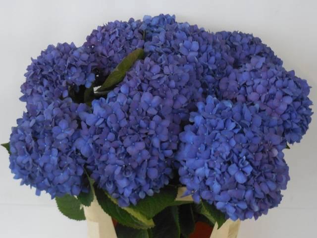 <h4>HYDR M CH PIMPERNEL</h4>