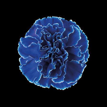 <h4>Dianthus St Blue</h4>