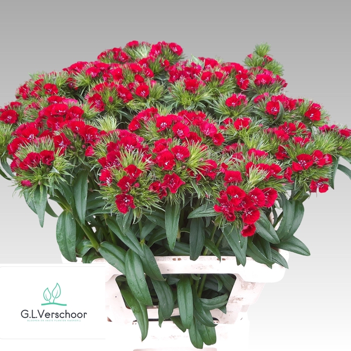 <h4>DI BARB S WILL RED</h4>