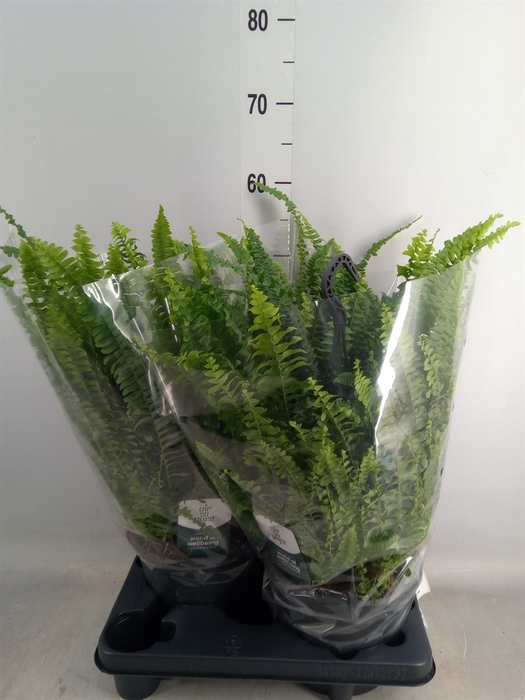 <h4>Nephrolepis exal. 'Green Lady'</h4>