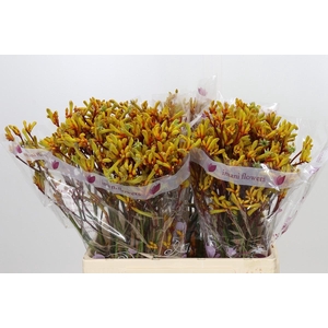 Anigozanthos Gold Fever